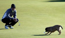 Куче отмъкна топката на голфър