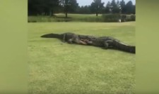 Шокираща гледка! Алигатори се захапаха здраво на голф игрище (видео)